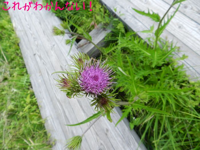 f:id:k9352009:20140829142101j:image