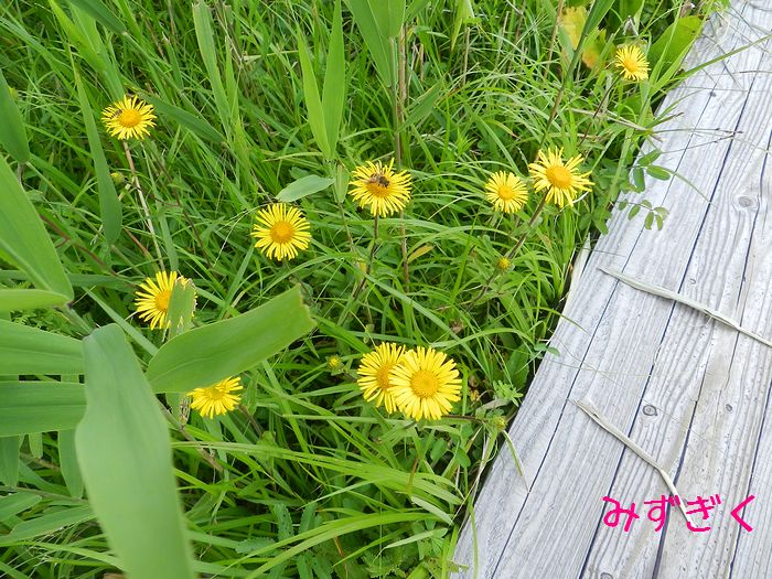 f:id:k9352009:20140829142102j:image