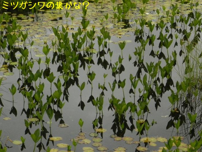 f:id:k9352009:20140829153402j:image
