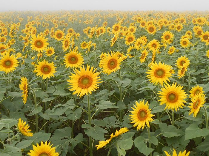 f:id:k9352009:20140908190749j:image