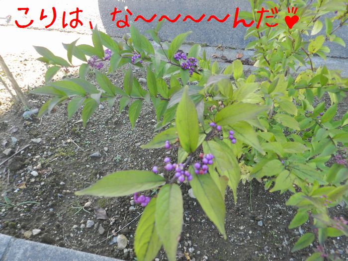 f:id:k9352009:20141101110448j:image f:id:k9352009:20141101110448j:image
