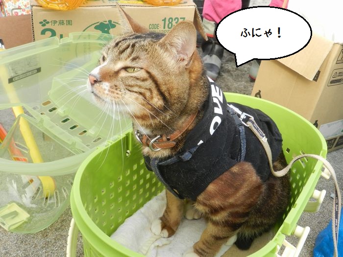 f:id:k9352009:20150224122555j:image