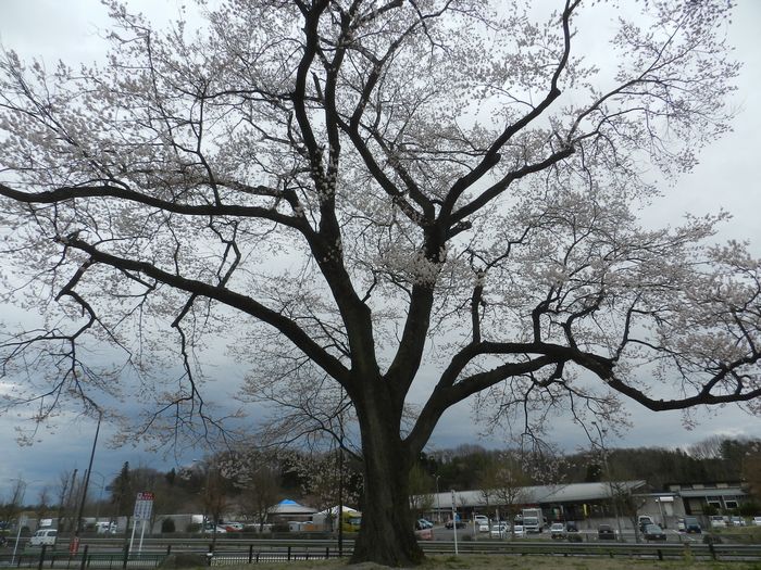 f:id:k9352009:20150408120547j:image