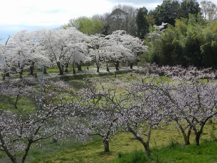 f:id:k9352009:20150416112316j:image