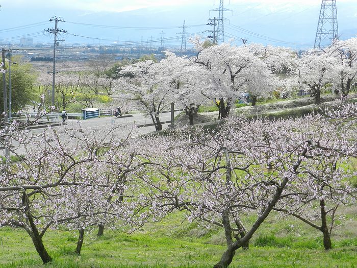 f:id:k9352009:20150416112431j:image