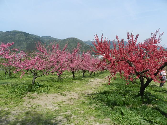f:id:k9352009:20150508100606j:image