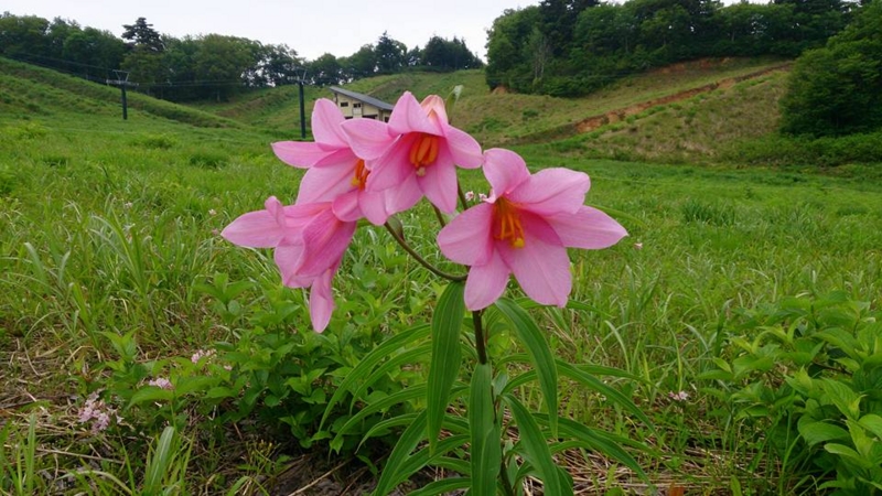 f:id:k9352009:20150612114619j:image f:id:k9352009:20150612114619j:image