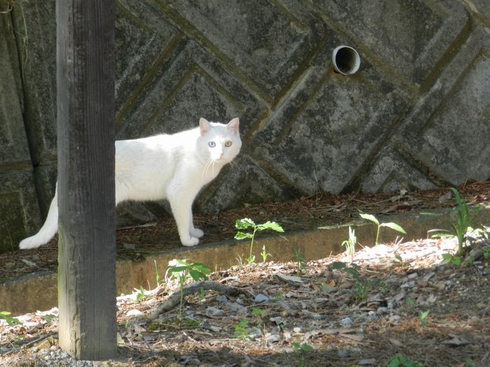 f:id:k9352009:20150612124228j:image f:id:k9352009:20150612124228j:image