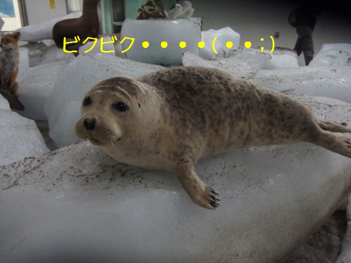f:id:k9352009:20150728121534j:image