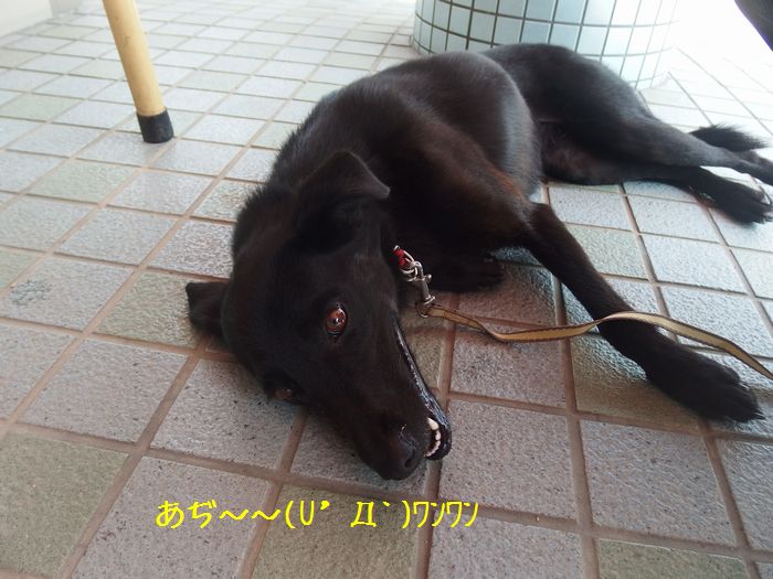 f:id:k9352009:20150802021523j:image