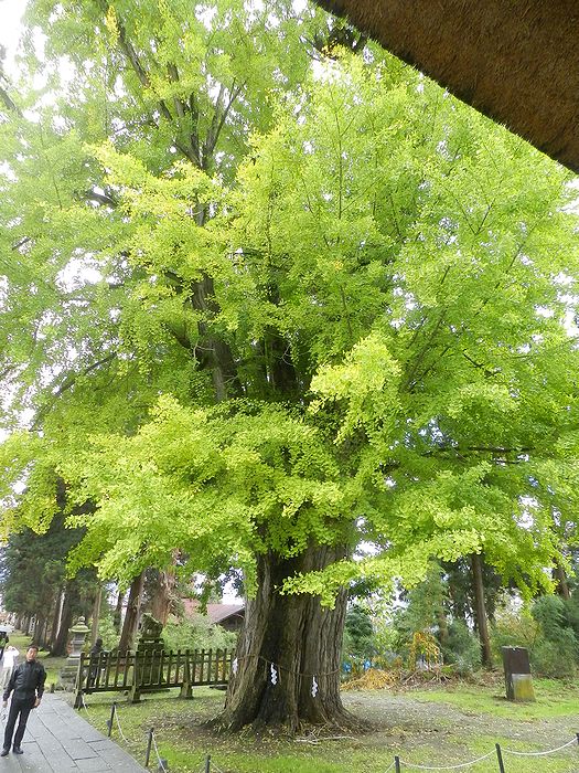f:id:k9352009:20151104120423j:image