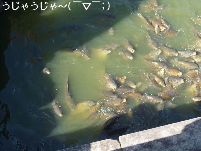 f:id:k9352009:20151111112834j:image