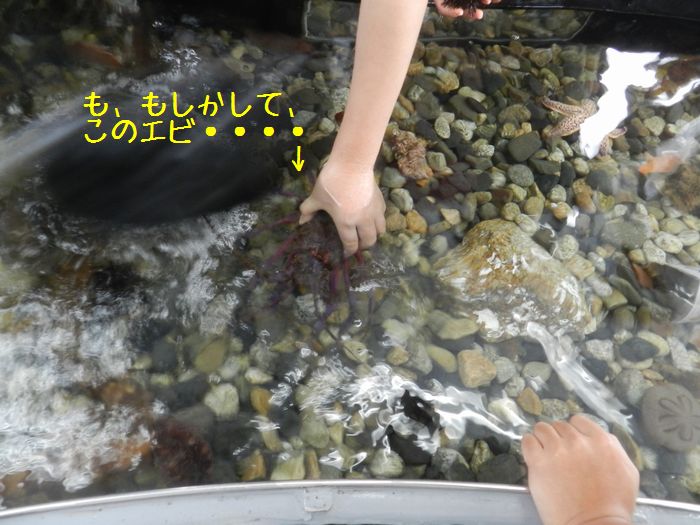f:id:k9352009:20151208115219j:image
