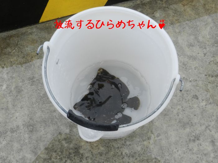 f:id:k9352009:20151208115453j:image