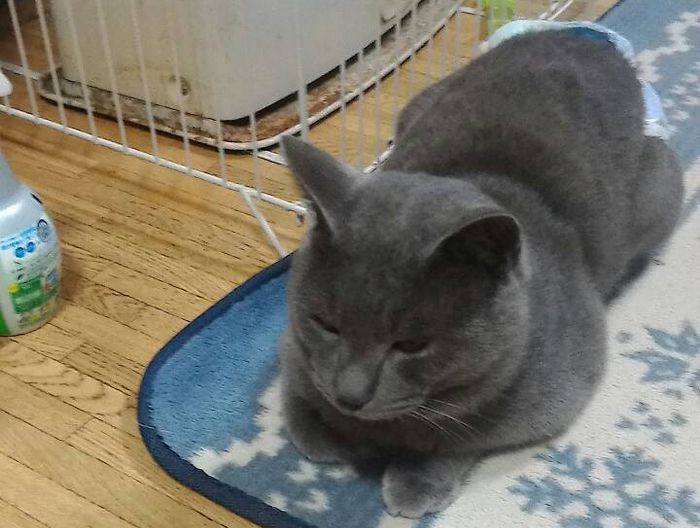 f:id:k9352009:20151212094125j:image