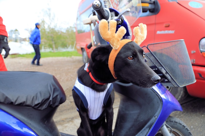 f:id:k9352009:20151214122301j:image f:id:k9352009:20151214122301j:image