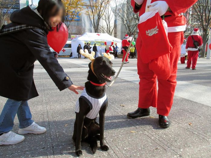 f:id:k9352009:20151215160043j:image