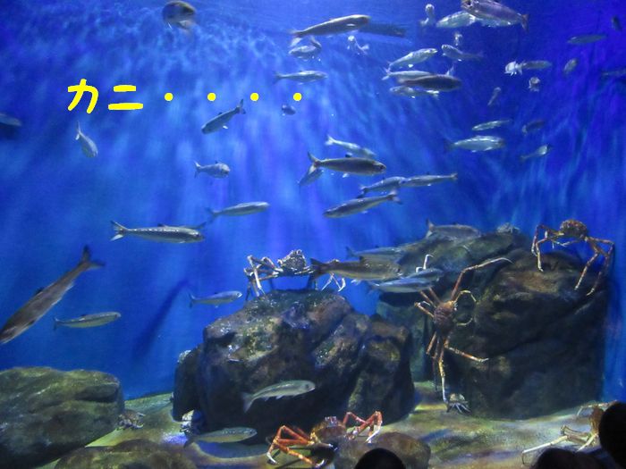 f:id:k9352009:20161006120754j:image