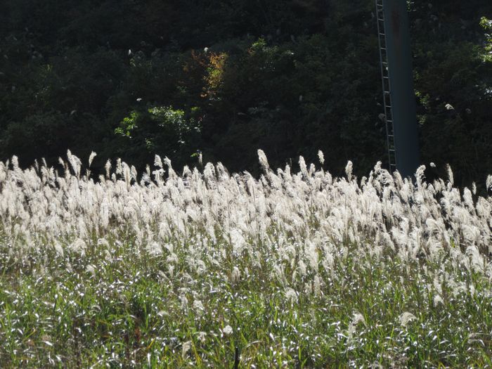 f:id:k9352009:20161101104034j:image