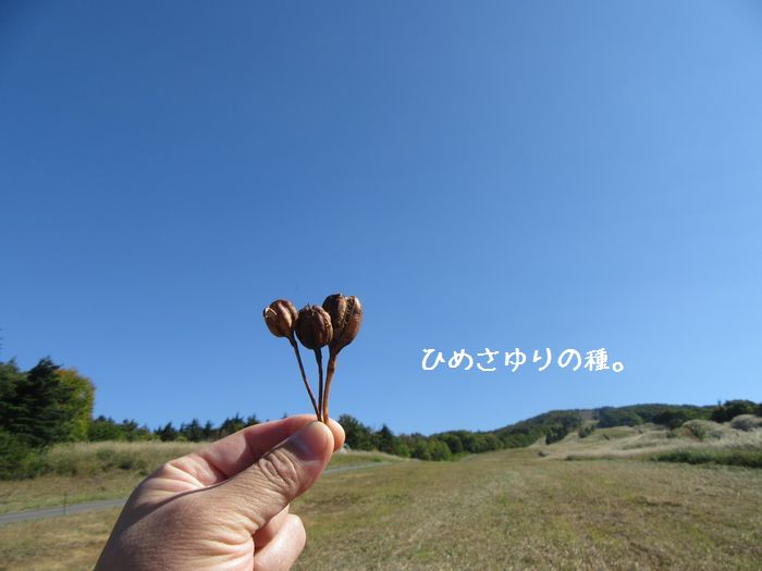 f:id:k9352009:20161101104351j:image