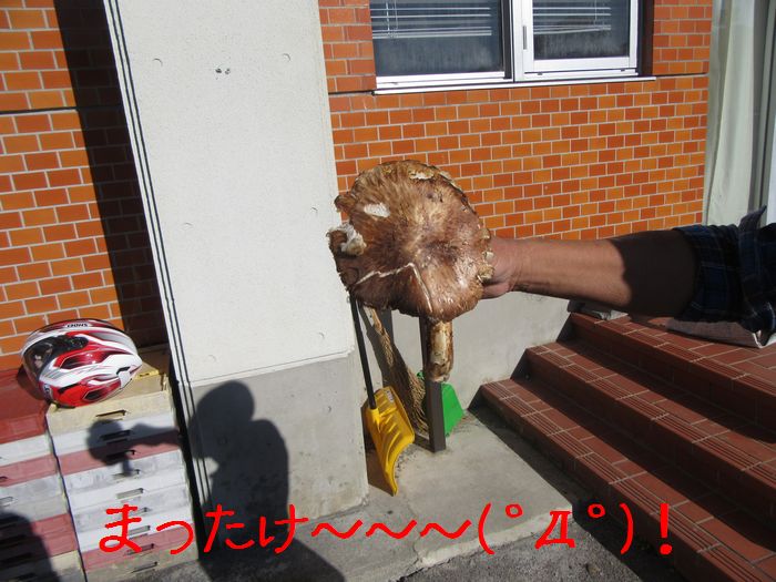 f:id:k9352009:20161103102521j:image