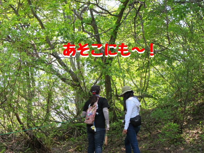 f:id:k9352009:20170523113050j:image