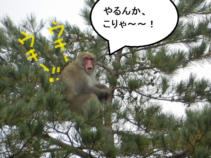 f:id:k9352009:20180130104610j:image