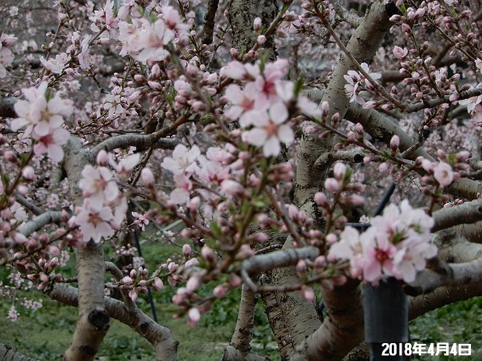 f:id:k9352009:20180406120758j:image