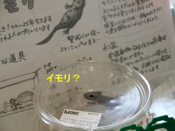 f:id:k9352009:20180410095121j:image
