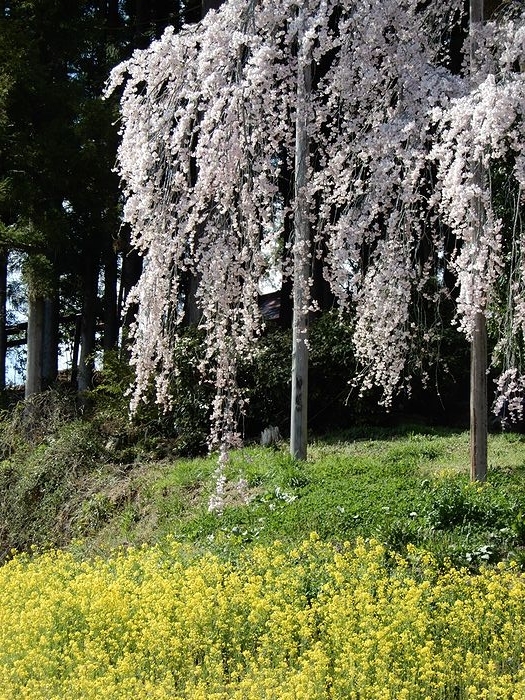 f:id:k9352009:20180414084946j:image