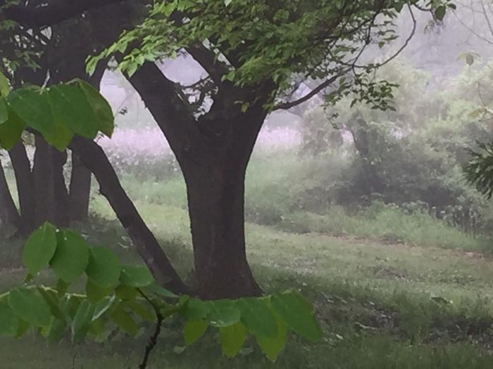 f:id:k9352009:20180522100853j:image