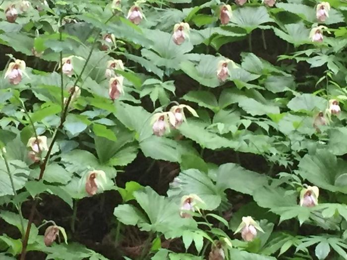 f:id:k9352009:20180522100905j:image