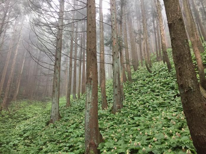 f:id:k9352009:20180522100908j:image