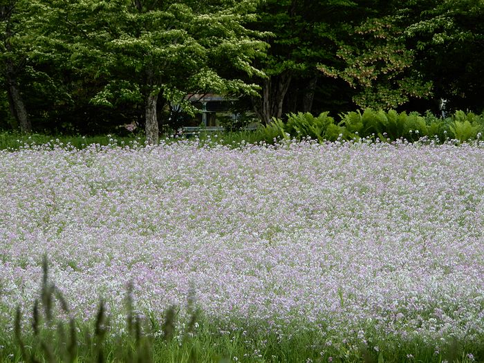 f:id:k9352009:20180525100522j:image