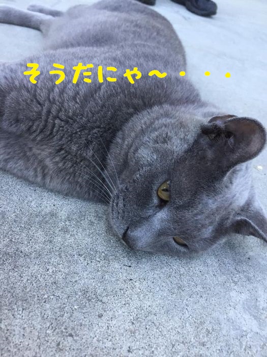 f:id:k9352009:20180902110453j:image