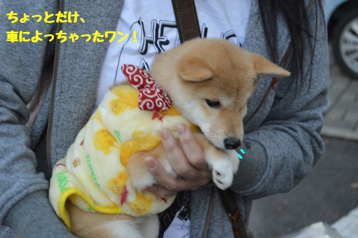 f:id:k9352009:20181121103514j:image f:id:k9352009:20181121103514j:image