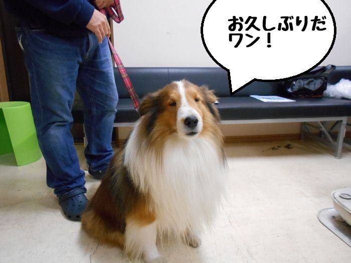 f:id:k9352009:20181211101736j:image