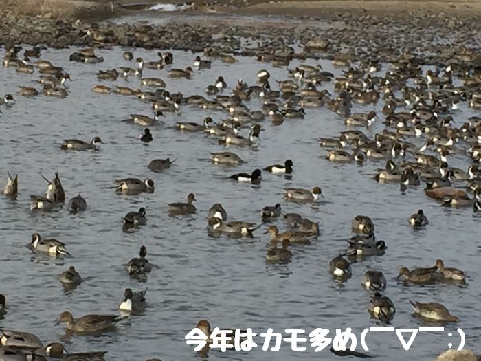 f:id:k9352009:20190206103654j:plain
