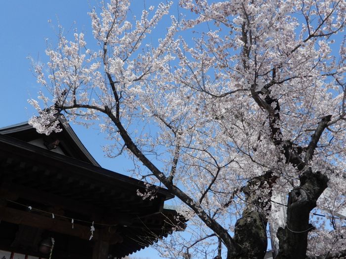 f:id:k9352009:20190406072624j:plain