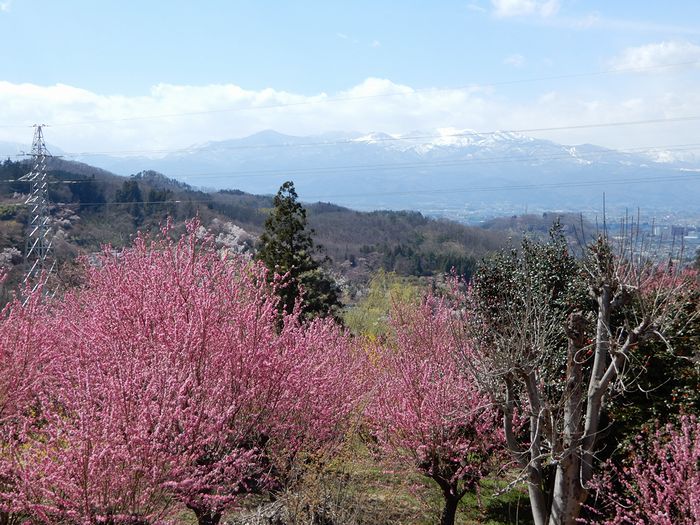 f:id:k9352009:20190410072637j:plain