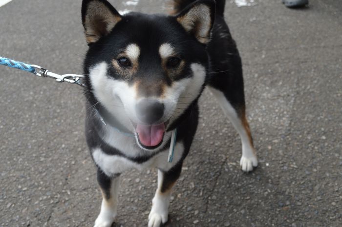 f:id:k9352009:20190415110618j:plain