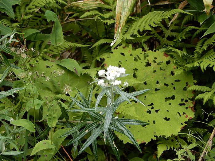 f:id:k9352009:20190916100528j:plain