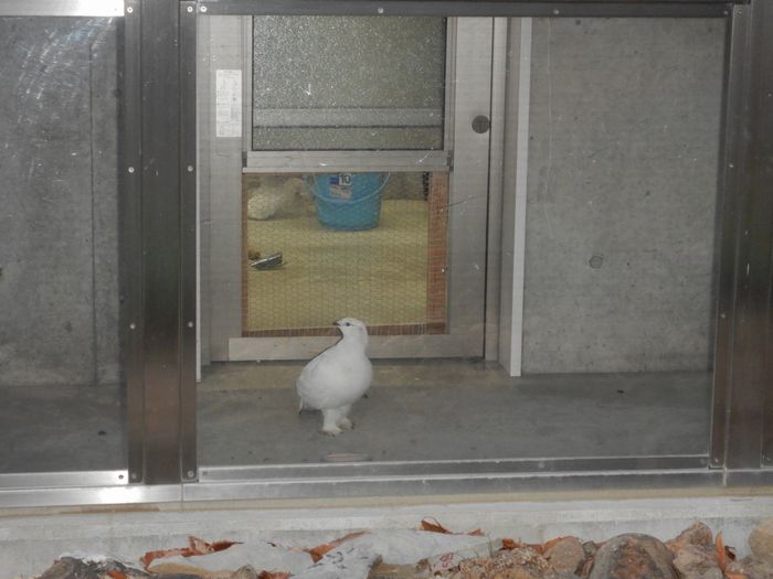 f:id:k9352009:20201201101250j:plain