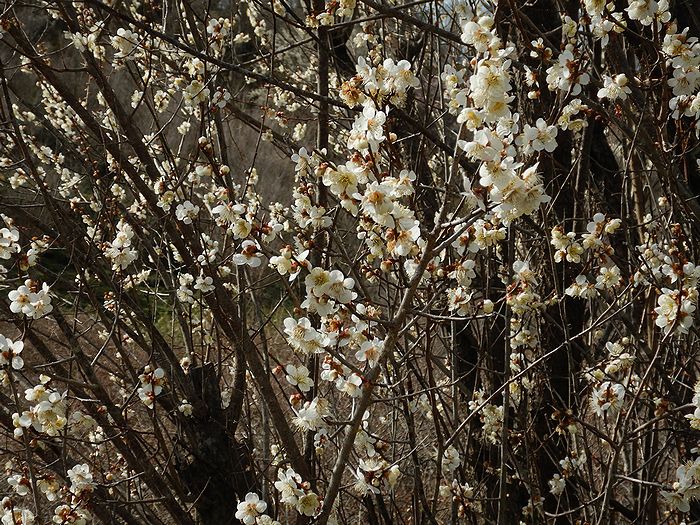 f:id:k9352009:20210302091709j:plain