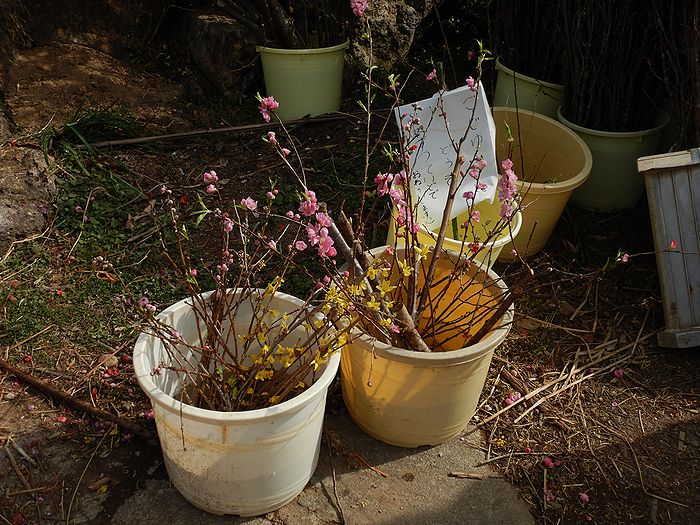 f:id:k9352009:20210302092144j:plain