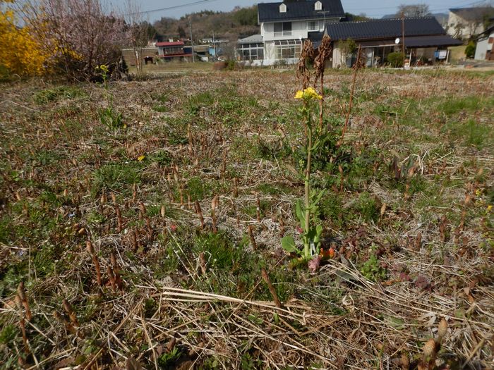 f:id:k9352009:20210401085005j:plain