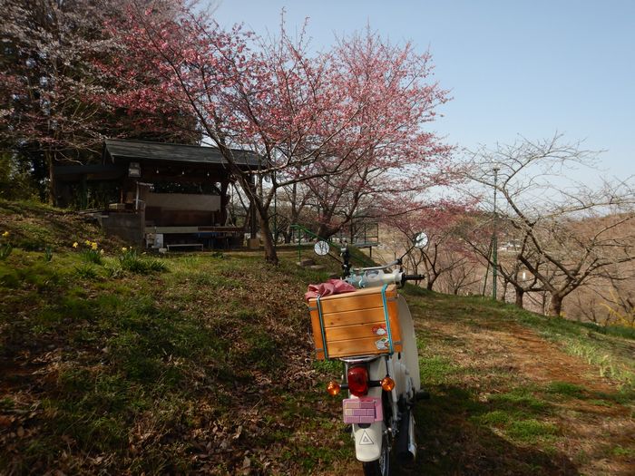 f:id:k9352009:20210401085254j:plain