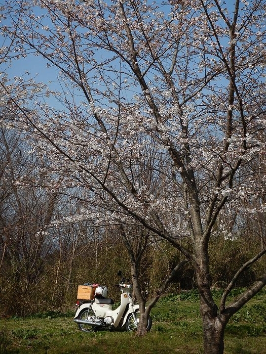 f:id:k9352009:20210401111345j:plain