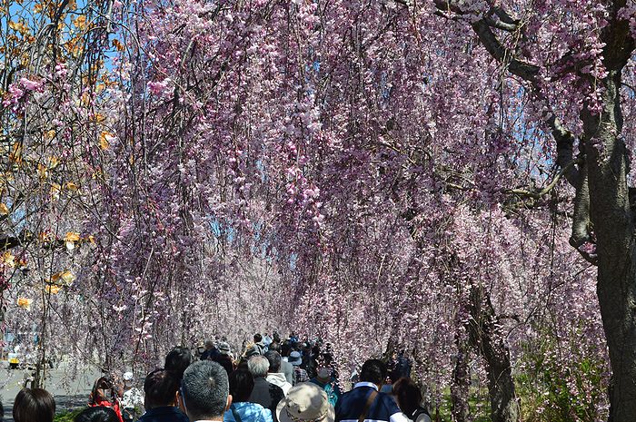 f:id:k9352009:20210414102557j:plain