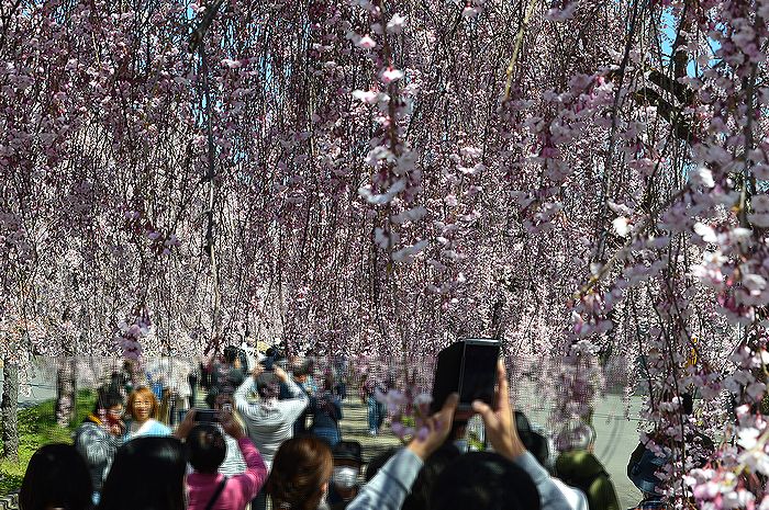 f:id:k9352009:20210414102652j:plain